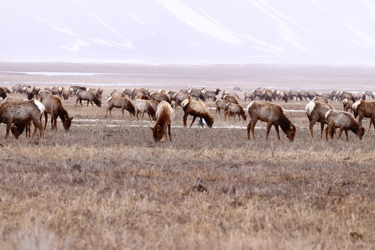 venados Elk (wapity)