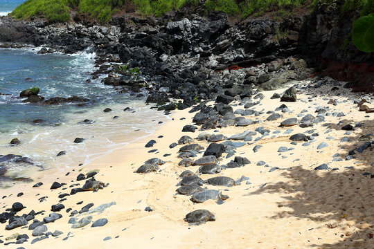 Hookipa Beach, Maui - Hawaii: Hawaii's famous green turtles come on to the beach a Hookipa Beach on the north side of Maui Island.