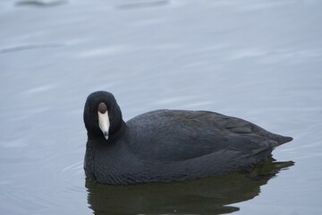 black swan swimming
