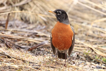 robin on the ground