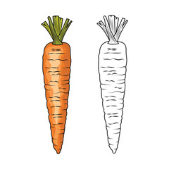 Carrot vegetable engraved drawing vector illustration