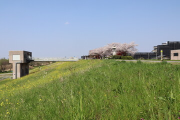 松戸　江戸川の土手と桜