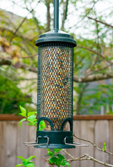 Fototapeta premium A metal green bird feeder filled with bird seeds hangs from a tree in a garden