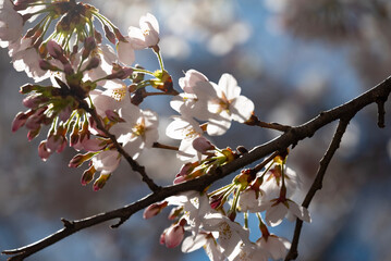 cherry blossom close up