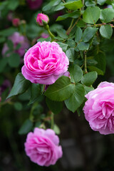 薔薇