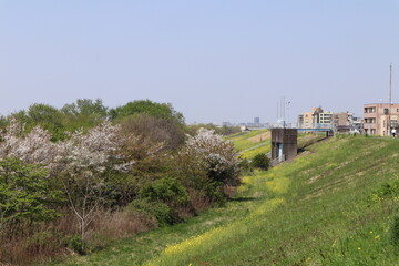 Fototapeta na wymiar 松戸　江戸川土手の風景