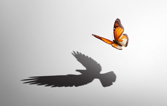 Butterfly casting a shadow of a flying bird. 
