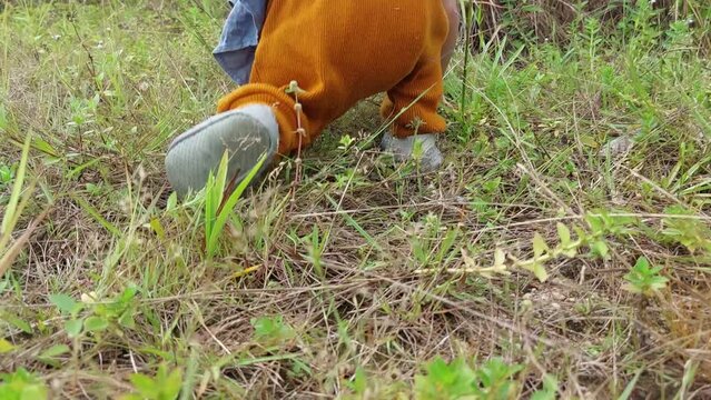 a toddler learning to walk on a grass field. she falls down and tries to get back up.