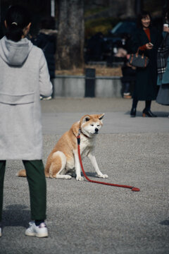 Akida Dog in a Japanese Park