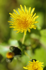 タンポポに似た花