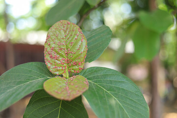 Diseased leaves from insect living in local farm in thailand
