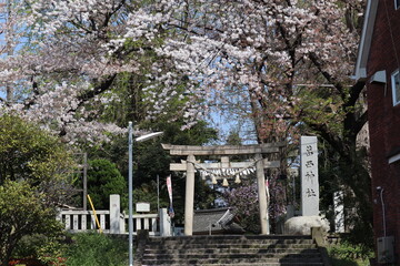 東京　葛西神社　鳥居と桜　