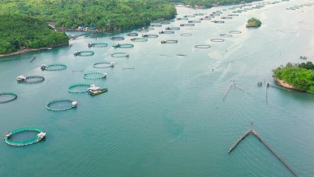 Aerial view of fish ponds for bangus, milkfish. Fish farm, top view. large scale traditional floating fish farms.