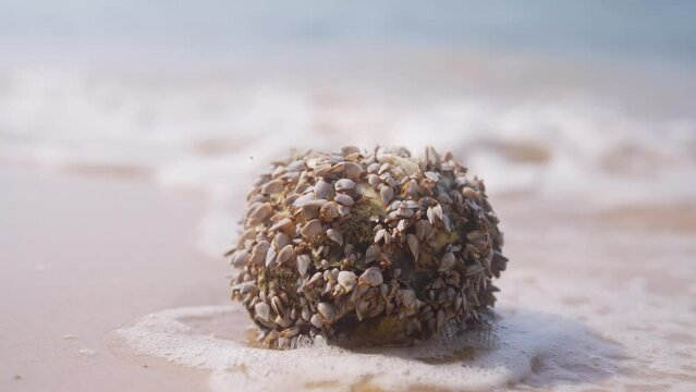 Cluster Of Barnacles On A Coconut At A Tropical Beach