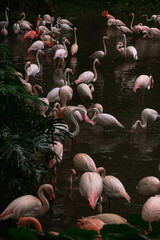 Pink Flamingos against dark background. Vertical background image