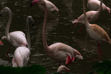 Closeup profile portrait of a pink flamingo. A group of flamingoes. Pink flamingos against green background. Phoenicopterus roseus, flamingo family.