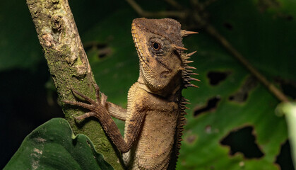 Masked spiny lizard at Khao Sok national park Suratthani Thailand