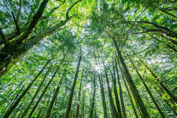 Fototapeta na wymiar ローアングルで撮影した、太陽光の差し込む新緑の森林