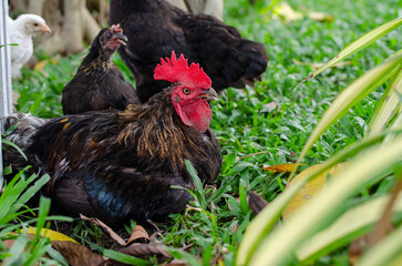 beauty of the chickens on green grass