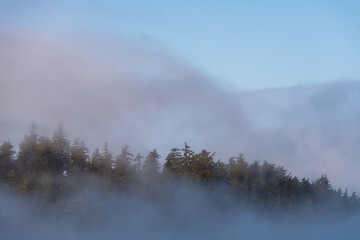 Pine and cedar trees forest in the mist at sunrise, Tofino, Vancouver Island, British Columbia, Canada.
