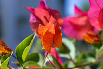 Blooming bougainvillea flowers background. Bright pink magenta bougainvillea Lesser  Bougainvillea...