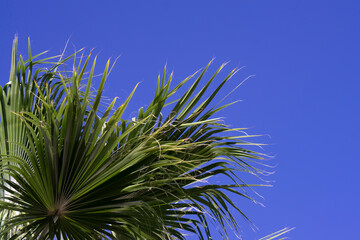 green palm trees against the blue sky. Vacation concept. 