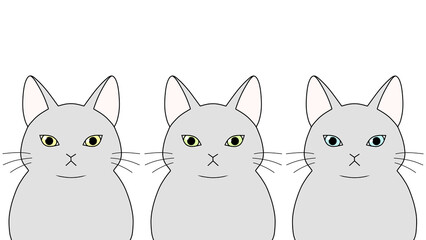 Fototapeta premium 正面を向いた３匹の灰色の猫