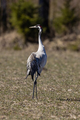 Common Crane staying on a field in spring time during bird migration in scandinavia