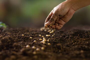 Dirty hand of farmer sowing seed on prepared soil at vegetable bed backyard. agriculture and plant care concept.