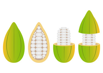 Fresh Cocoa Fruits, Cacao Beans, Cocoa Pod. Vector Illustration Isolated on White Background.