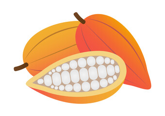 Fresh Cocoa Fruits, Cacao Beans, Cocoa Pod. Vector Illustration Isolated on White Background.