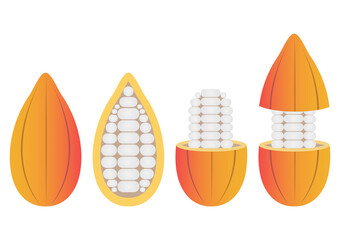 Fresh Cocoa Fruits, Cacao Beans, Cocoa Pod. Vector Illustration Isolated on White Background.