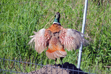 The back of a crowing wild ring-necked pheasant standing on a heap of sand and flapping its wings in the middle of the meadow behind a wire panel fence
