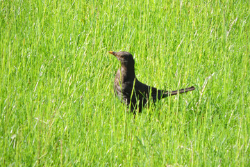 A Eurasian blackbird standing in the grass in the sunlight