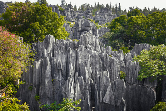 Gorgeous black limestone rocks of Shilin Stone Forest, Kunming, Yunnan, China. A part of the UNESCO'S World Heritage site South China Karst 