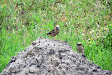 Two hawfinches standing on a heap of dirt and collecting nesting material, green grass in the background