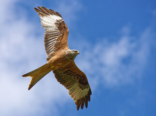 Rotmilan (Milvus milvus) im Flug vor blauem Himmel mit Wolken