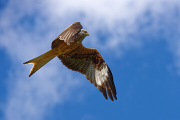 Rotmilan (Milvus milvus) im Flug vor blauem Himmel mit Wolken