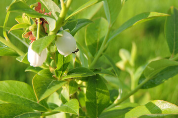 A close-up of white northern highbush blueberry flowers and green leaves in the sunlight, a black ant walking on a flower