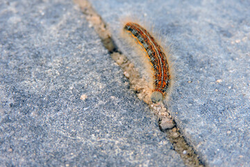 A colorful ground Lackey (Malacosoma castrensis) caterpillar, grey background
