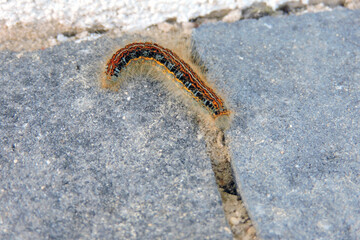 A colorful ground Lackey (Malacosoma castrensis) caterpillar, grey background