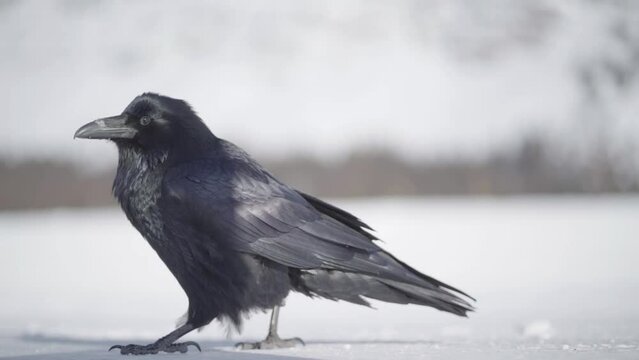 crow walking on snow in slow motion