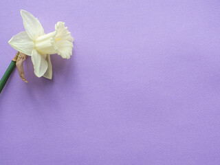 daffodils flower and paper background with copy space