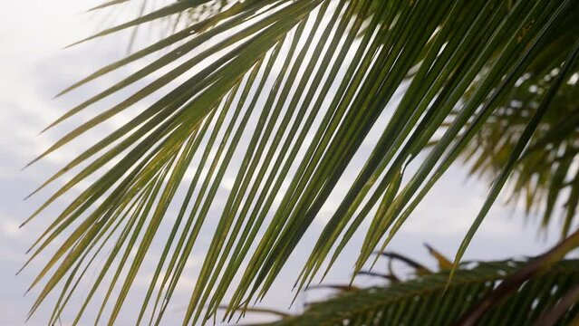 Close-up Of Palm Tree Leaves In Thailand
