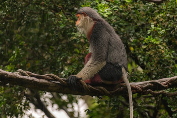 Red-shanked Douc (Pygathrix nemaeus) sitting on the tree, profile picture, copy space for text