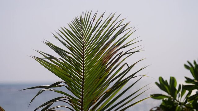 Palm Leaves Swaying In The Wind On A Beach