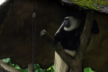 photo of the mantled guereza on the tree house on a rainy day