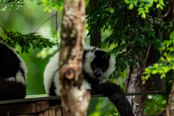 The black-and-white ruffed lemur (Varecia variegata). An endangered species of ruffed lemur, one of two which are endemic to the island of Madagascar. It is known for its loud, raucous calls.
