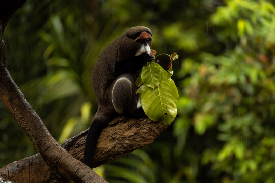 The adult De Brazza s monkey is sitting on the tree, animal theme.