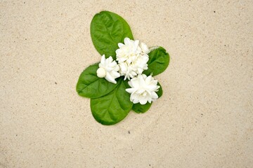 white flowers on the sand